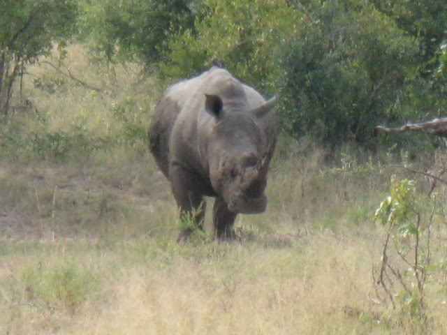 ai168.photobucket.com_albums_u182_turtlemechanic_Africa_20safari_africa_20safari2_rin2.jpg