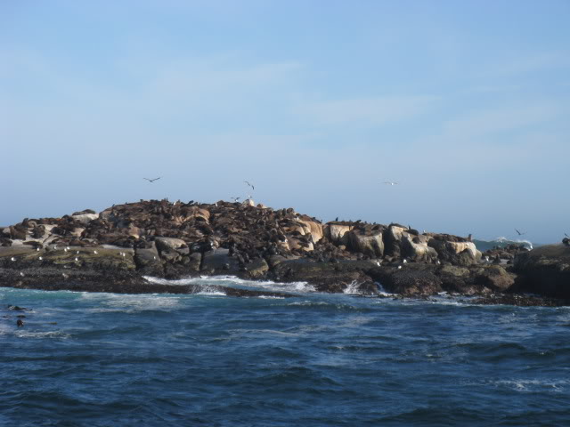 ai168.photobucket.com_albums_u182_turtlemechanic_Africa_20safari_africa_20safari2_seals1.jpg