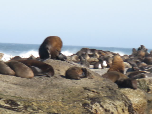 ai168.photobucket.com_albums_u182_turtlemechanic_Africa_20safari_africa_20safari2_seals2.jpg