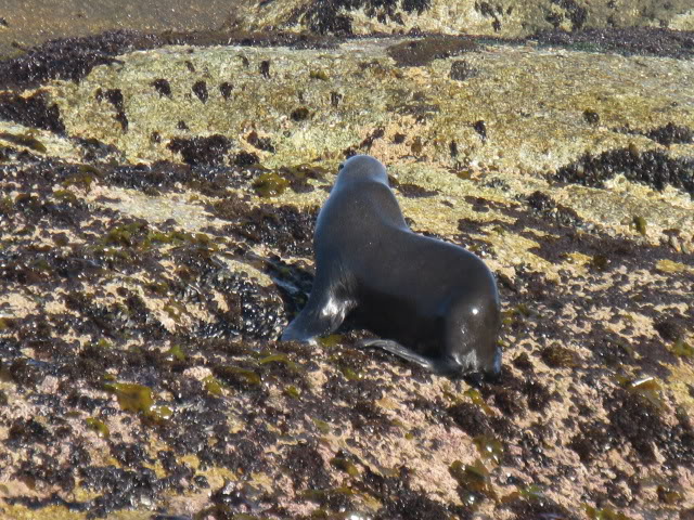 ai168.photobucket.com_albums_u182_turtlemechanic_Africa_20safari_africa_20safari2_seals3.jpg