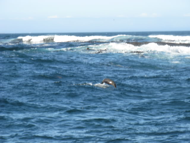 ai168.photobucket.com_albums_u182_turtlemechanic_Africa_20safari_africa_20safari2_seals32.jpg