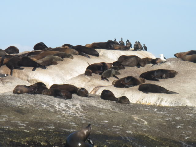 ai168.photobucket.com_albums_u182_turtlemechanic_Africa_20safari_africa_20safari2_seals33.jpg