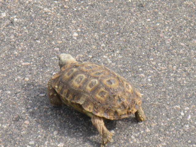 ai168.photobucket.com_albums_u182_turtlemechanic_Africa_20safari_africa_20safari2_tortise.jpg