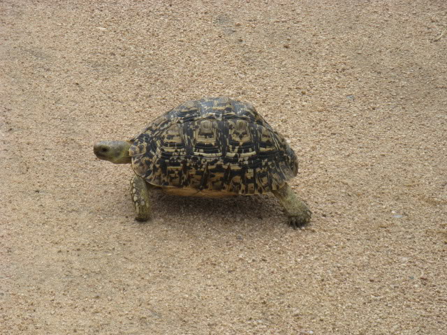 ai168.photobucket.com_albums_u182_turtlemechanic_Africa_20safari_africa_20safari2_tortise2.jpg