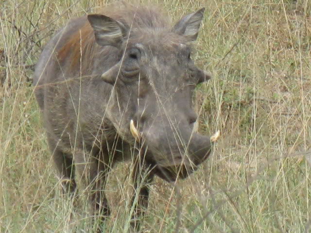 ai168.photobucket.com_albums_u182_turtlemechanic_Africa_20safari_africa_20safari2_wort1.jpg