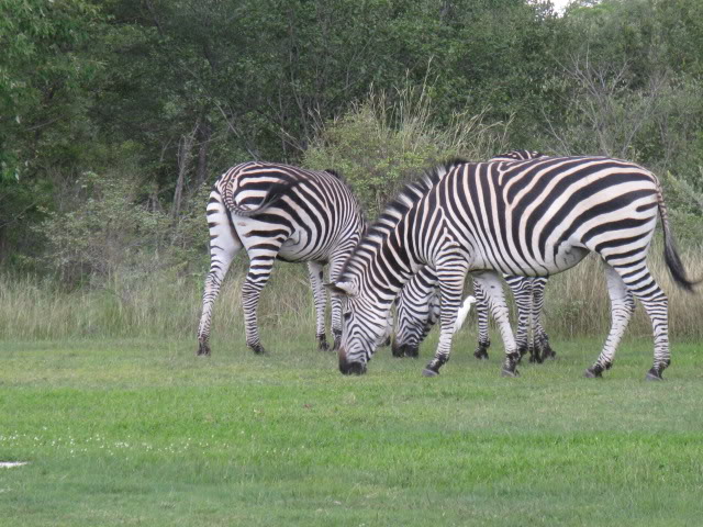 ai168.photobucket.com_albums_u182_turtlemechanic_Africa_20safari_CAMERADLOAD079.jpg
