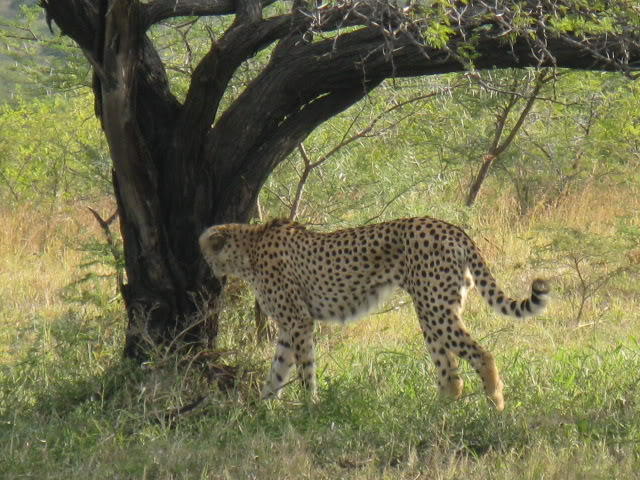 ai168.photobucket.com_albums_u182_turtlemechanic_Africa_20safari_cheetah.jpg