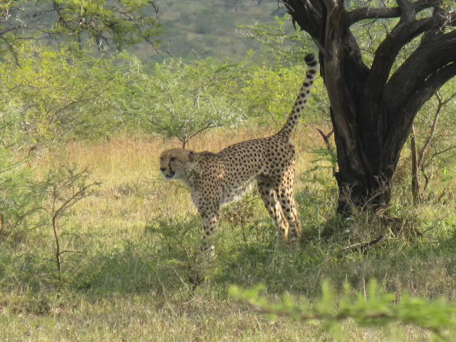 ai168.photobucket.com_albums_u182_turtlemechanic_Africa_20safari_cheetahspray.jpg