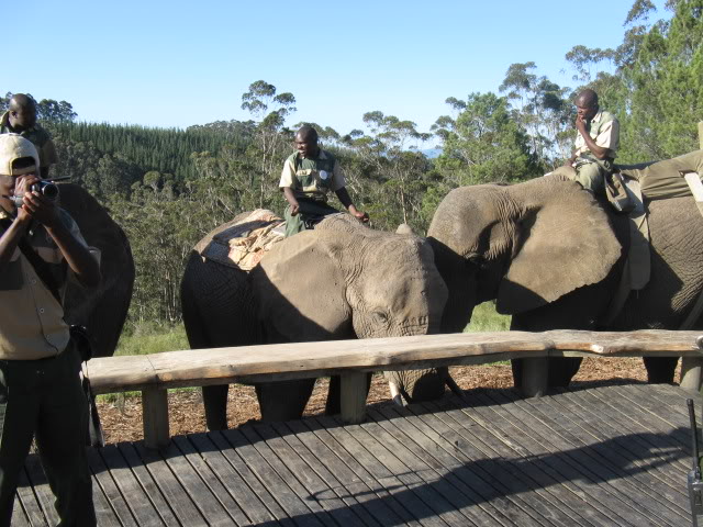 ai168.photobucket.com_albums_u182_turtlemechanic_Africa_20safari_elephant1.jpg