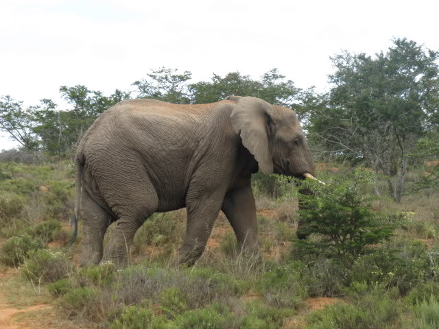 ai168.photobucket.com_albums_u182_turtlemechanic_Africa_20safari_elephnt2.jpg