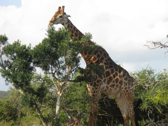 ai168.photobucket.com_albums_u182_turtlemechanic_Africa_20safari_giraffe3.jpg