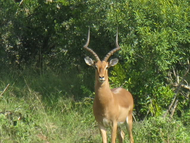 ai168.photobucket.com_albums_u182_turtlemechanic_Africa_20safari_impala.jpg