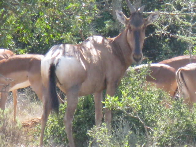 ai168.photobucket.com_albums_u182_turtlemechanic_Africa_20safari_impala2.jpg