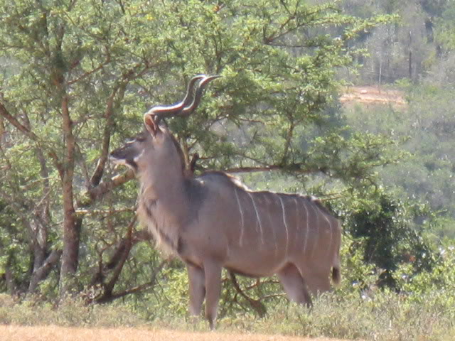 ai168.photobucket.com_albums_u182_turtlemechanic_Africa_20safari_kudo.jpg