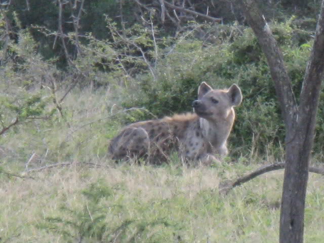 ai168.photobucket.com_albums_u182_turtlemechanic_Africa_20safari_rawwilddog.jpg