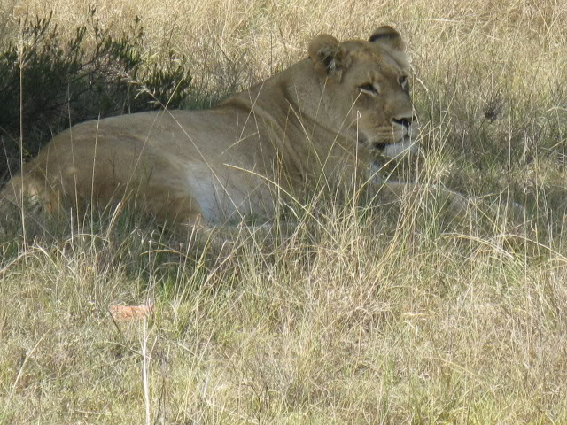 ai168.photobucket.com_albums_u182_turtlemechanic_Africa_20safari_whitelion1.jpg