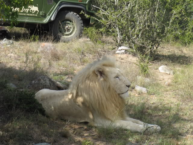 ai168.photobucket.com_albums_u182_turtlemechanic_Africa_20safari_whitelion2.jpg