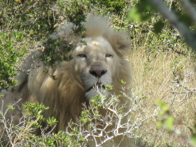 ai168.photobucket.com_albums_u182_turtlemechanic_Africa_20safari_whitelion3.jpg
