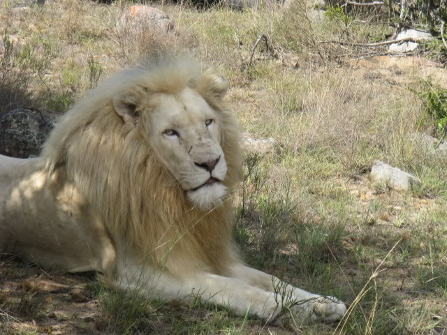 ai168.photobucket.com_albums_u182_turtlemechanic_Africa_20safari_whitelion4.jpg
