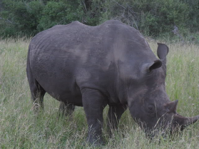 ai168.photobucket.com_albums_u182_turtlemechanic_Africa_20safari_whiterhino.jpg