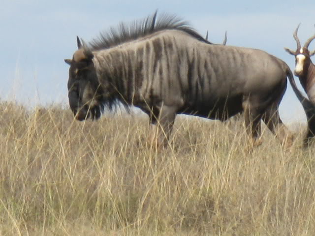 ai168.photobucket.com_albums_u182_turtlemechanic_Africa_20safari_wilderbeast.jpg