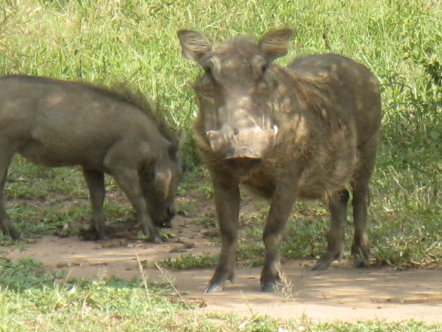 ai168.photobucket.com_albums_u182_turtlemechanic_Africa_20safari_worthog.jpg