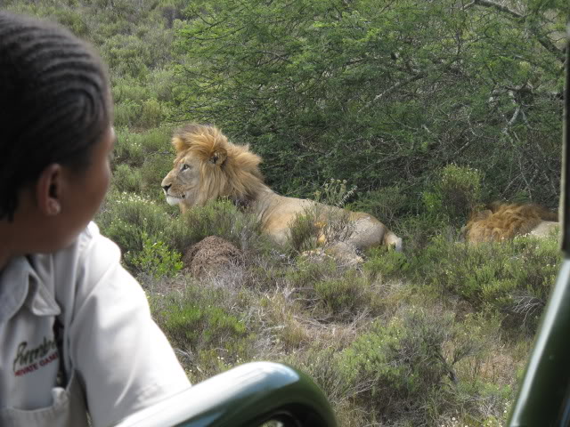 ai168.photobucket.com_albums_u182_turtlemechanic_Africa_20safari_yellowmalelion.jpg