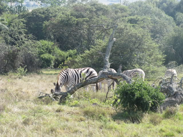 ai168.photobucket.com_albums_u182_turtlemechanic_Africa_20safari_zebras.jpg