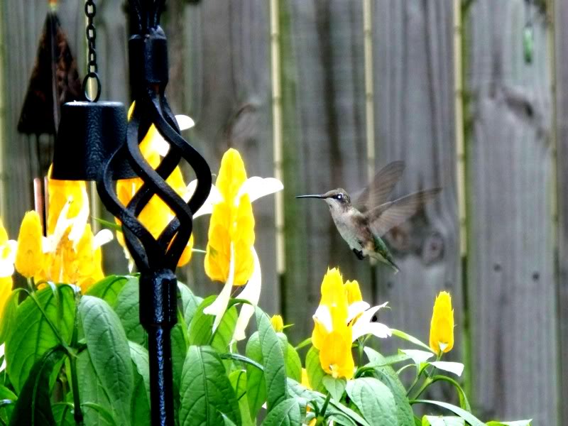 ai17.photobucket.com_albums_b60_1madmonk_hummingbird1.jpg