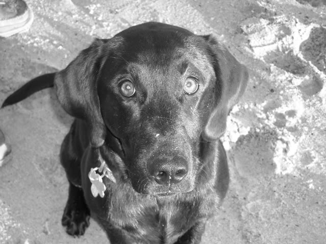 ai216.photobucket.com_albums_cc214_cmorman94_FortFisherJan312009140_1.jpg
