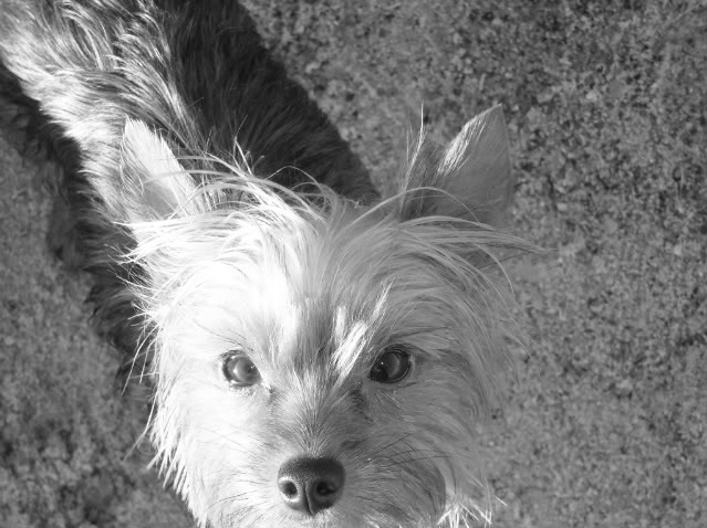 ai216.photobucket.com_albums_cc214_cmorman94_FortFisherJan312009146.jpg