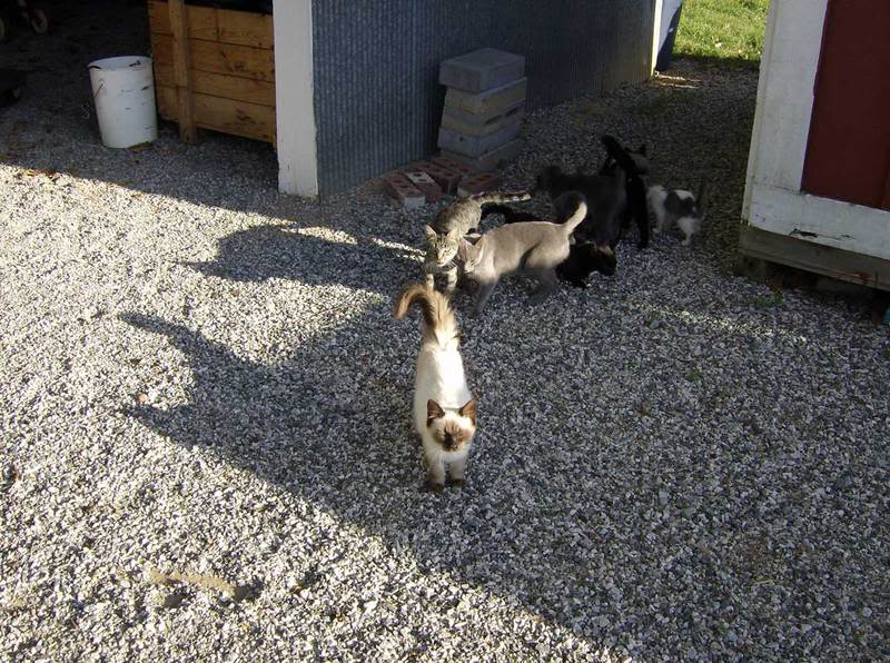 ai29.photobucket.com_albums_c298_ajeeperwannabe_critters_cats.jpg