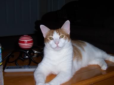 ai31.photobucket.com_albums_c362_cumminsdzl1_pictures006.jpg