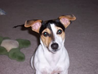ai31.photobucket.com_albums_c362_cumminsdzl1_pictures007.jpg