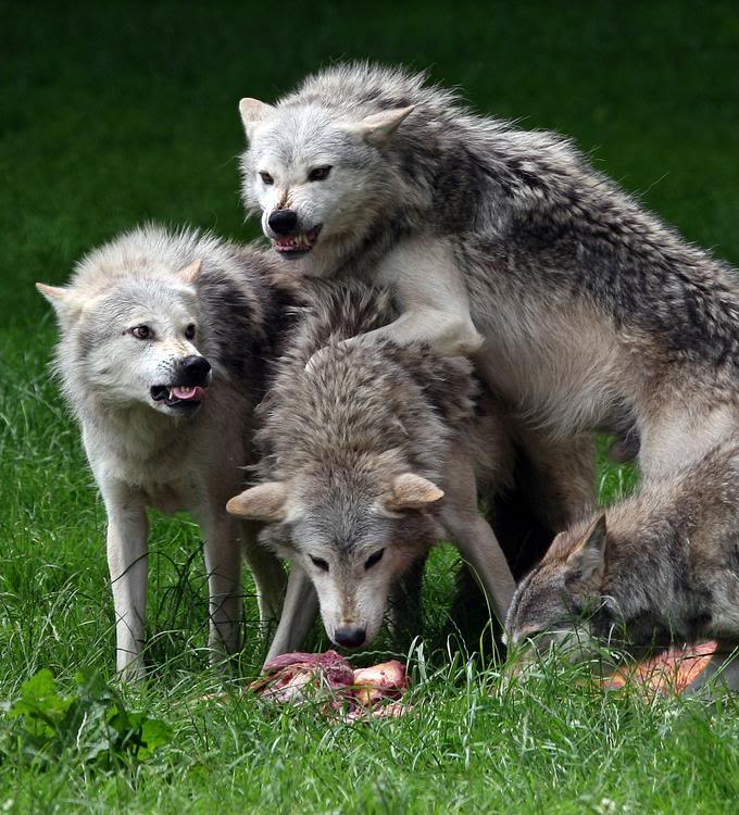 ai36.photobucket.com_albums_e50_jeepin1995_wolves.jpg