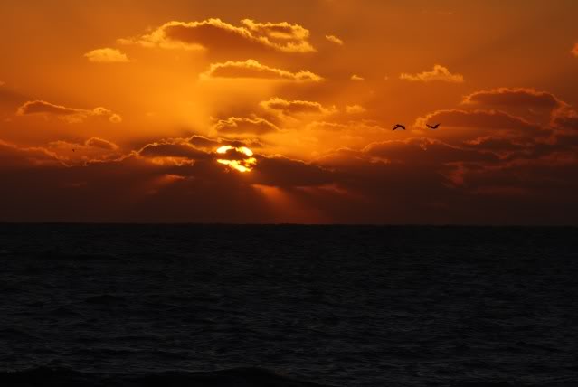 ai39.photobucket.com_albums_e151_OZZYBIRD_CapeHatteras012.jpg