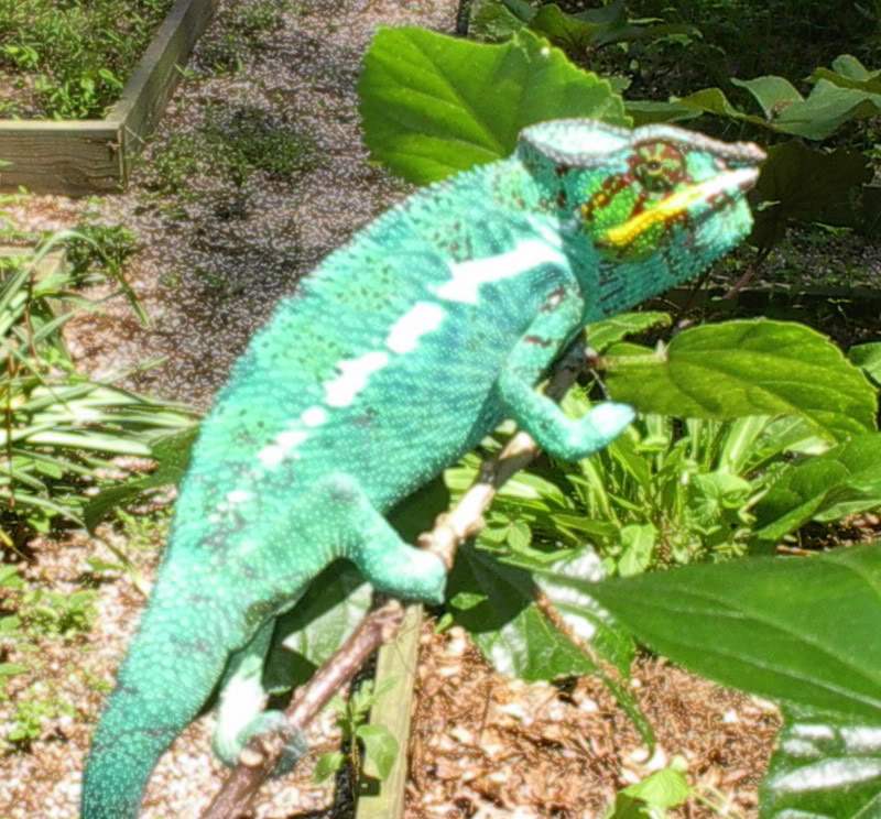 ai39.photobucket.com_albums_e151_OZZYBIRD_DavePets020.jpg