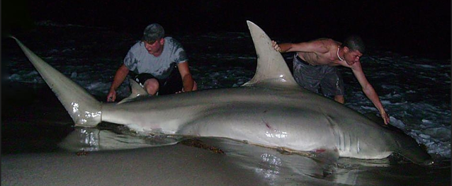 ai39.photobucket.com_albums_e151_OZZYBIRD_Hammerhead.png