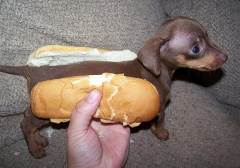 ai39.photobucket.com_albums_e151_OZZYBIRD_hotdog.png