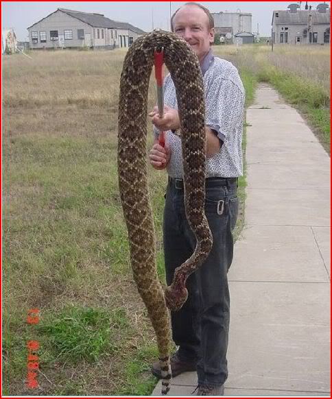 ai39.photobucket.com_albums_e151_OZZYBIRD_Rattlesanke.jpg