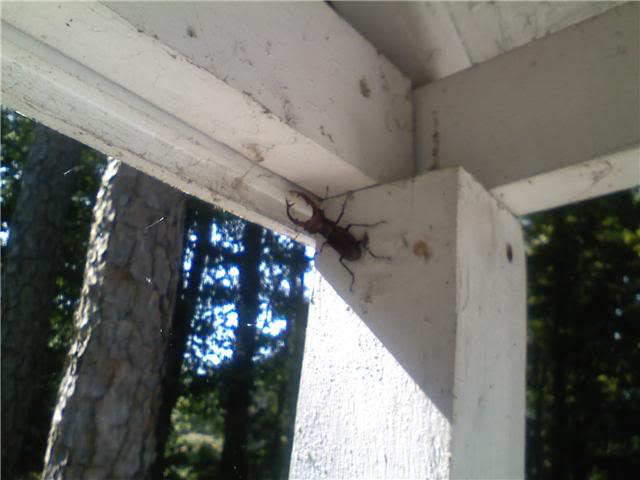 ai46.photobucket.com_albums_f102_j_grey420_crazybug.jpg