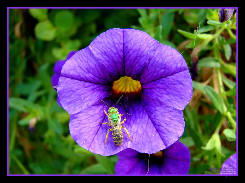 ai5.photobucket.com_albums_y175_entrefal_Wedding_20__20Vacation_DSC01868a.jpg