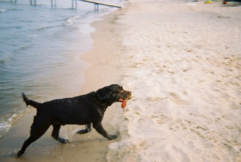 ai55.photobucket.com_albums_g127_andysleds_curtisonthebeach.jpg