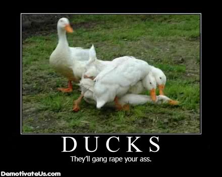 ai682.photobucket.com_albums_vv184_dustyirl_ducks_theyll_gang_f18d0ef253bce0517eac665950beda7e.jpg