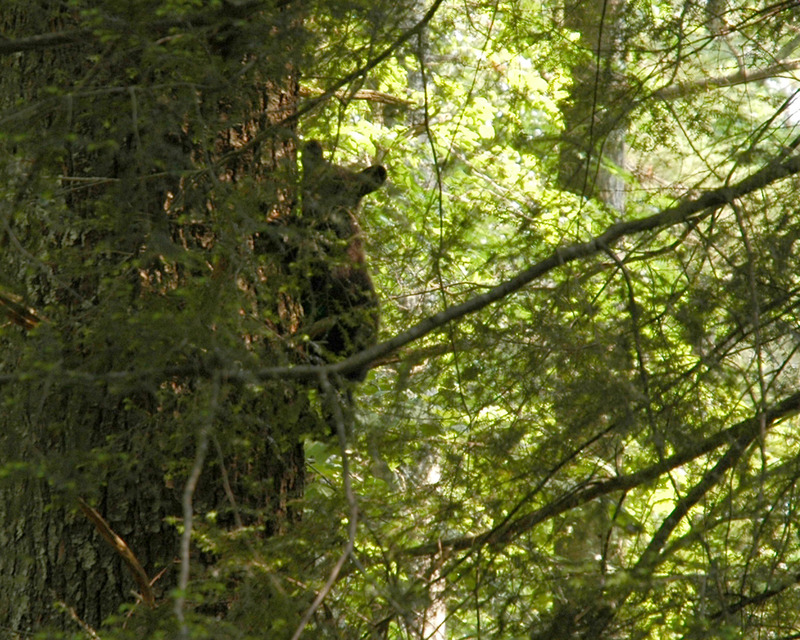 ai7.photobucket.com_albums_y252_ponykilr_Critters_DSC_2222.jpg ai7.photobucket.com_albums_y252_ponykilr_Critters_DSC_2222.jpg