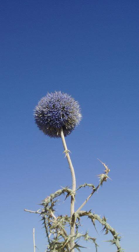 aimg.photobucket.com_albums_v106_nc_zuk_THISTLE_BEST.jpg