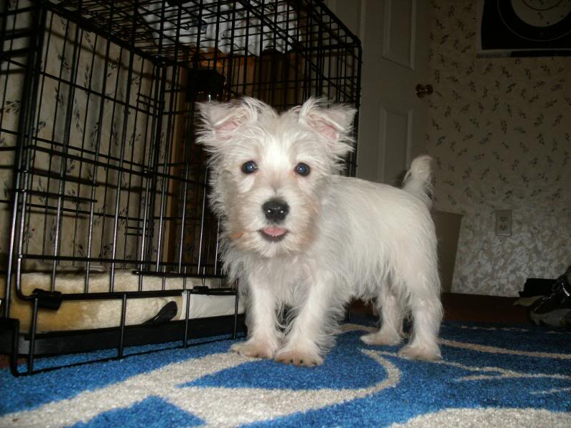 aimg.photobucket.com_albums_v407_perfectlulu_puppy_GEDC0006.jpg