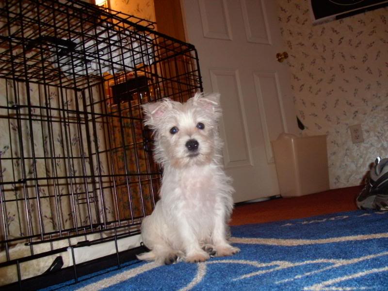 aimg.photobucket.com_albums_v407_perfectlulu_puppy_GEDC0008.jpg