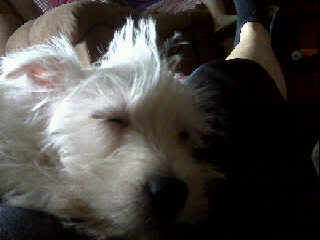 aimg.photobucket.com_albums_v407_perfectlulu_puppy_munchkin.jpg