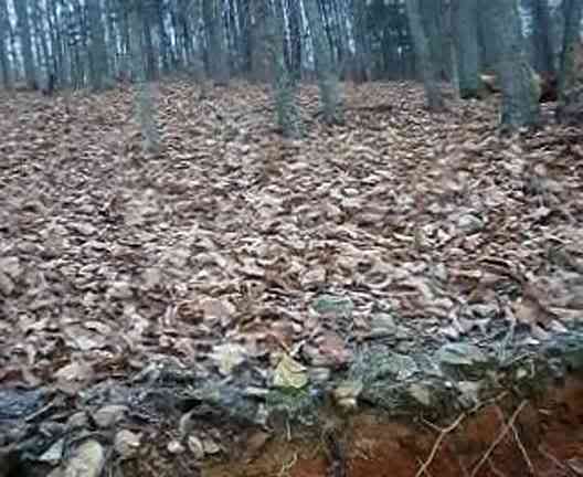 aimg.photobucket.com_albums_v426_GSRswapandslow_Uwharrie_20Work_20Day_2012_18_10_th_29eb29bd.jpg